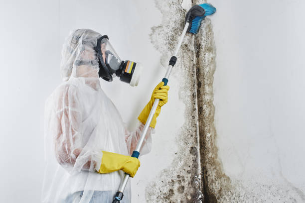 Best HVAC Mold Remediation in North Bethesda, MD