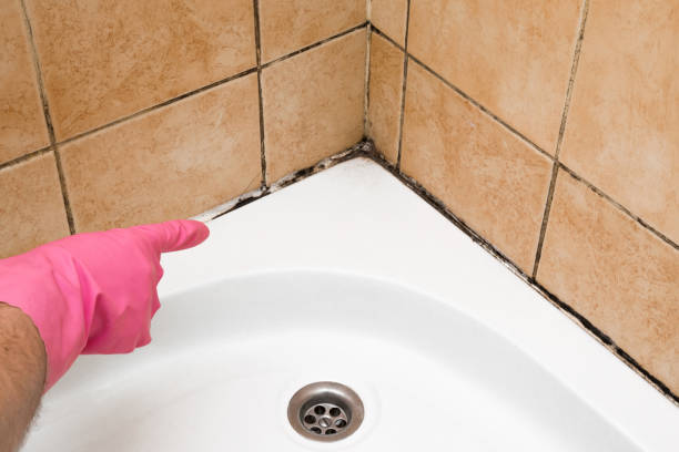 Best Mold Testing and Inspection Services in North Bethesda, MD